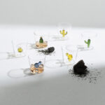 Desert Plants Collection Ichendorf Milano Italy